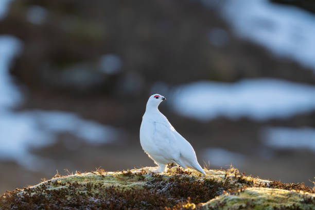 istock A beautifully backlit winter Willow Ptarmigan on a hilltop, eye level 2071802101