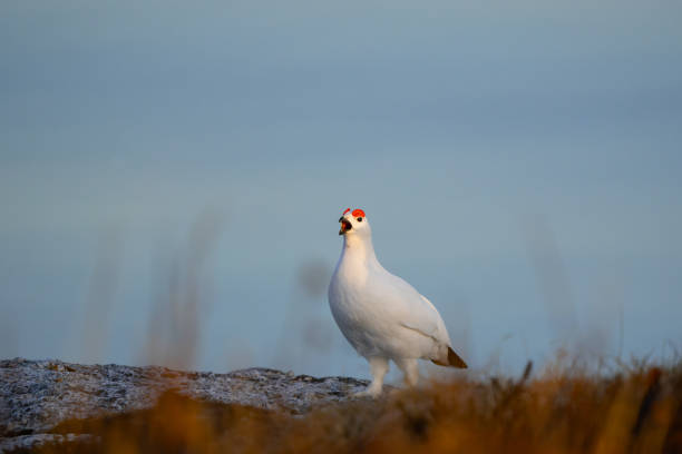 istock A Willow Ptarmigan calling out, beak open, on heather and grass 2071803139