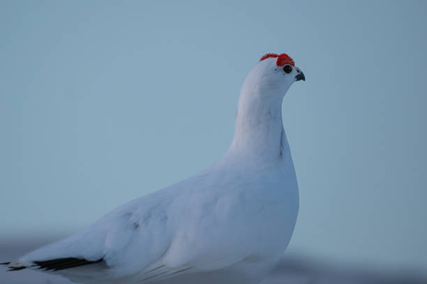 A Willow Ptarmigan in winter coat seen from the side, blue background