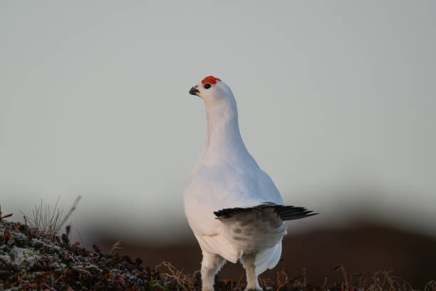 istock A Willow Ptarmigan seen from the back with its tail up 2071806704