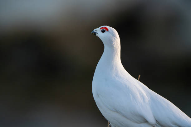 istock A Willow Ptarmigan closeup, seen from side, bokeh background 2071807213