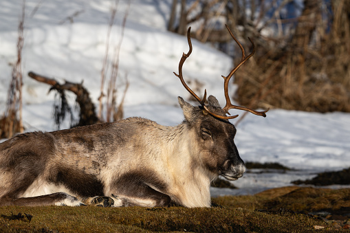 A female reindeer sleeping in the snow, in the sun, near the coast