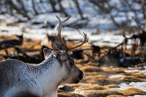 A closeup of a reindeer, snow in background breath visible in the cold, grass and snow in background