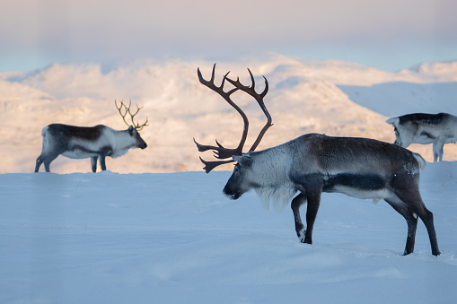 A group of reindeer with big antlers in the snow, in front of mountains, snow in foreground