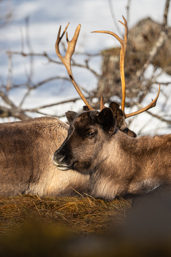 Reindeer calf with its mother behind it, resting in the sun, snow and trees in background