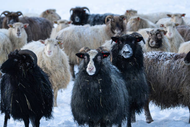 istock A group of sheep in the snow, looking towards the camera 2071811780
