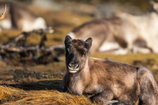 A reindeer calf in the sun, resting, looking towards the camera, reindeer in background