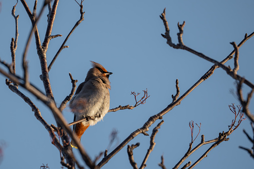 A bohemian waxwing in the sun atop a tree, in Norway