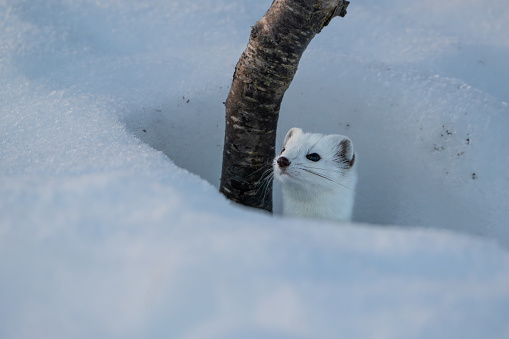 A northern stoat in its hide in the snow, next to a tree, peeking out