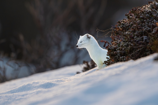 A northern stoat blinking, peeking out behind some heather in the snow, very cute