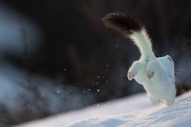 A stoat running in the snow in Norway, with winter coat, in Norway