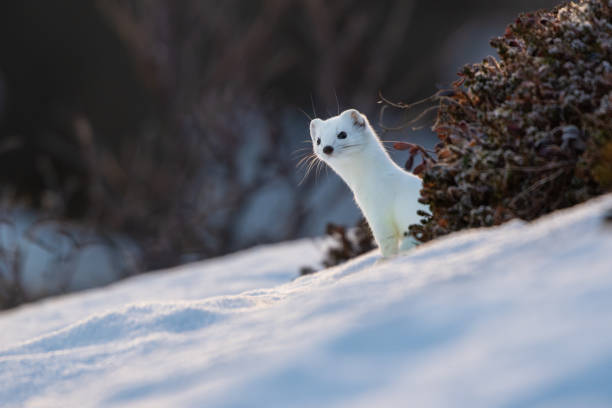 A stoat peeking out behind some heather in the snow in Norway, in the arctic circle