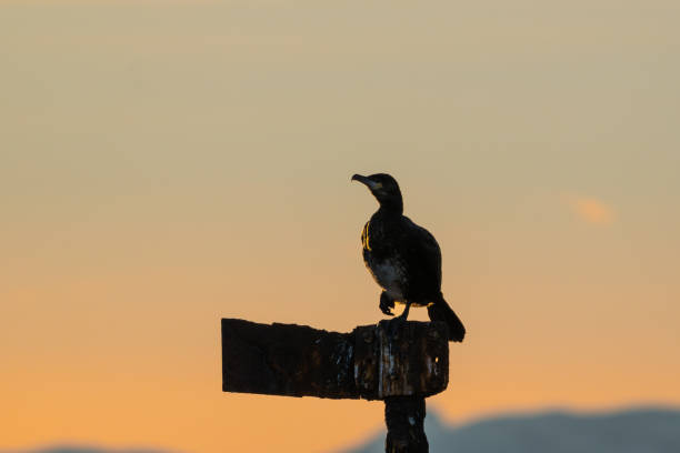 istock A cormorant standing on one leg on a pole, golden backlight, mountains in background 2071813360