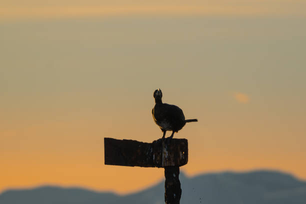 A cormorant defacating , beautiful backlight and mountains in background, norway