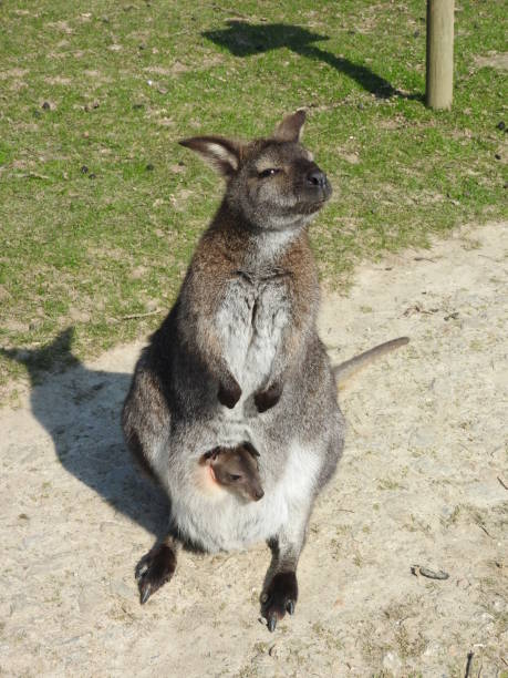 istock Mother and Baby Wallaby 2071822576
