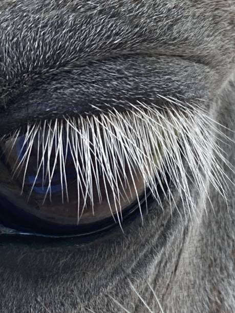 istock Horse Eye Close Up 2071870285
