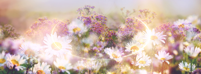 Double exposure on purple and daisy flowers, beautiful nature in meadow
