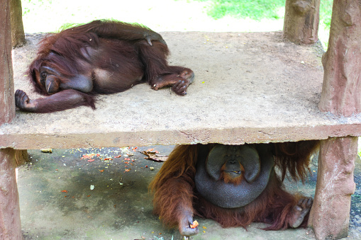 an orangutan sitting at rest in a zoo