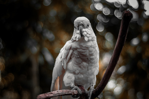 The chef's cockatoo is also known as the yellow-crested cockatoo, and belongs to the type of parrot, with white plumage