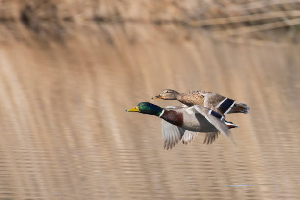 istock Mallards in flight in a swamp. 2071899400