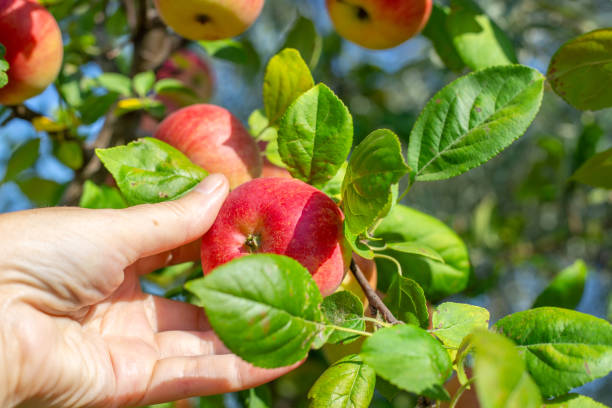 istock A farmer harvests ripe red apples in an orchard 2071939409