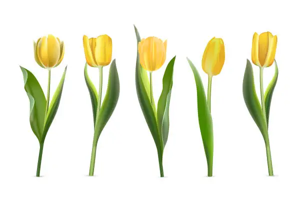 Vector illustration of 3D yellow tulips set vector illustration. Realistic isolated beautiful spring flowers collection for greeting card and gift, springtime tulip bouquet with buds and blossoms, plant with green leaves