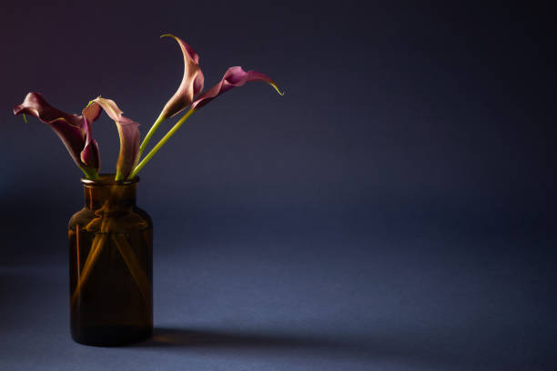 istock purple calla lily in vase on dark background 2071941058