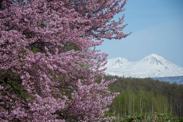 istock Cherry blossoms in full bloom and mountains with remaining snow 2071953321