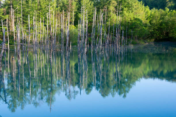 istock The surface of the blue pond reflecting the blue spring sky 2071957073