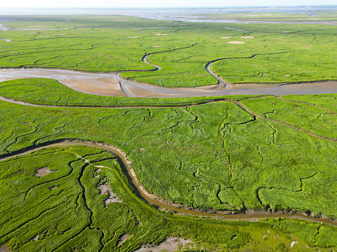 Aerial view of tidal channels and gullies, Saeftinge, The Netherlands