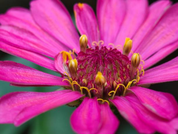Zinnia flowers are exotic flowers. The zinnia flower has the Latin name Bougainvillea glabra. Apart from that, zinnia flowers are also called paper flowers. Based on the classification of paper flowers, this flower comes from the magnoliophyta division and the magnoliopsida class.