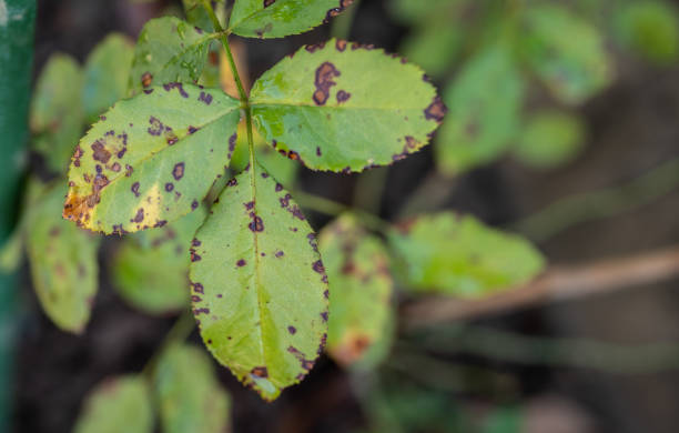 istock Close up of Black spot on rose leaves. 2071970701