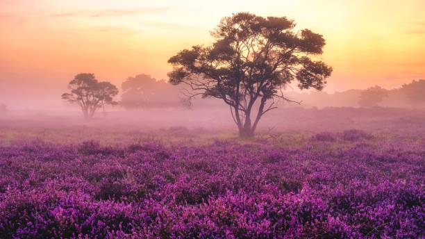 istock Blooming Heather fields, purple pink heather in bloom, blooming heater Veluwe Zuiderheide park 2072014833