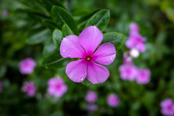 istock Catharanthus roseus flower, Madagascar Periwinkle commonly known as the Rose periwinkle 2072065475