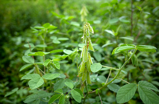 Orok-orok or Crotalaria longirostrata, the chipilin (Crotalaria pallida) seed and leaves.