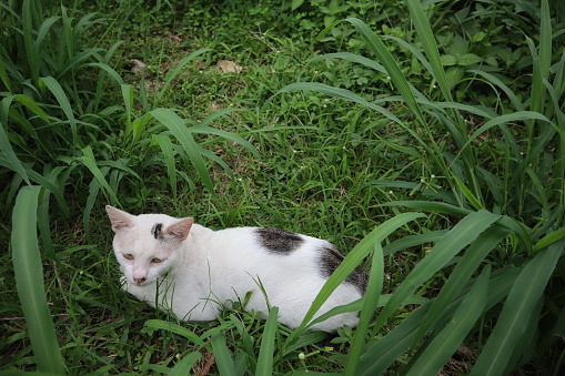 A white and black kitten relaxing on the green grass in a bush photographed on a cool morning