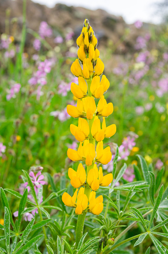 Flower with livestock applications: Vertical Detail of a Lupinus luteus Flower.