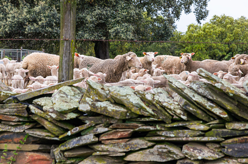 Livestock Corner: Sheep and Newly Born Lambs in the Meadow Enclosed by Traditional Stone Walls.