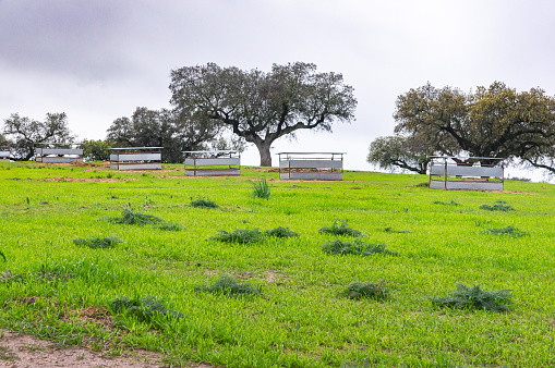 Sheep Habitat: Feeders Distributed in a Green Meadow.