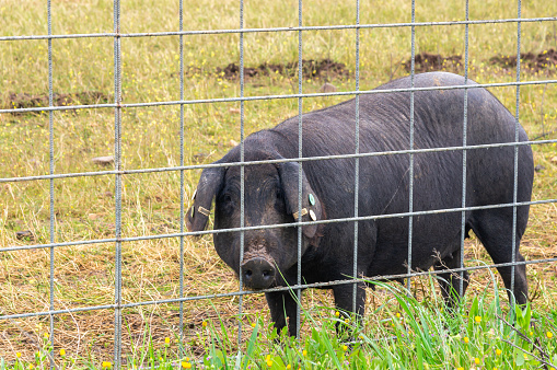 Iberian Encounter: Iberian Pig in Green Field, Observing Behind a Metal Fence.