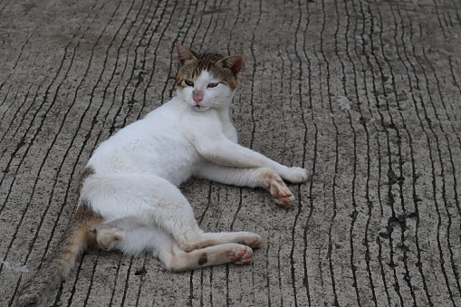 A grayish-white kitten is lying casually on a concrete floor in a residential area