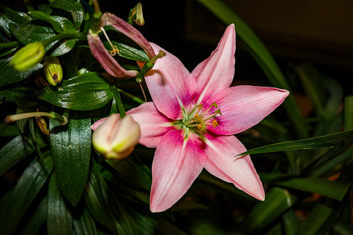 A beautiful pink lily blossom