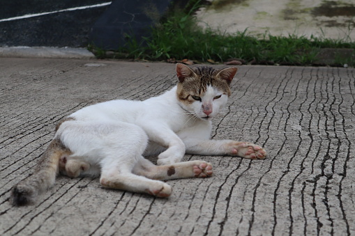 A grayish-white kitten is lying casually on a concrete floor in a residential area