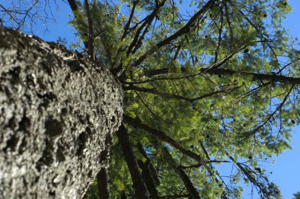 view upwards along pine tree trunk into branches - vancouver green forest ravine 뉴스 사진 이미지