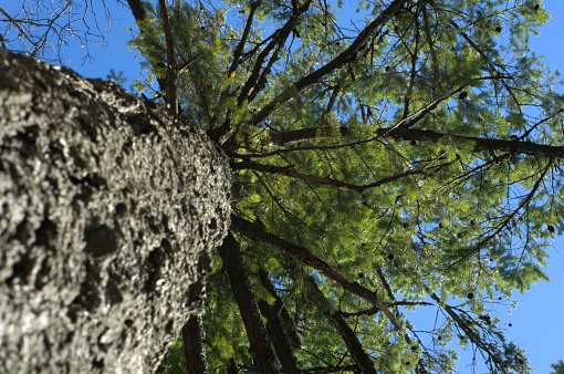 View upwards along a pine tree trunk into branches on a clear sunny day. Taken at Beacon Rock State Park, on a hiking path up the side of the massive volcanic plug, located on the northern side of the Columbia River Valley to the east of Vancouver, WA.