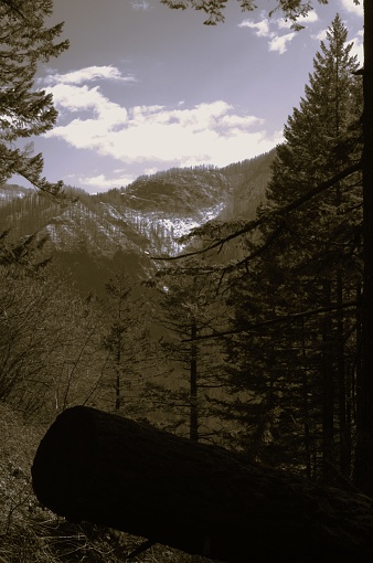 Cascade mountain range seen from within a pine woodland, with living and fallen trees visible, colored sepia tones like an old-fashioned black and white photograph. Taken at Beacon Rock State Park, on a hiking path up the side of the massive volcanic plug, located on the northern side of the Columbia River Gorge to the east of Vancouver, WA.