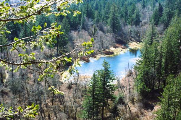 소나무 숲에 있는 작은 연못의 조감도 - vancouver green forest ravine 뉴스 사진 이미지