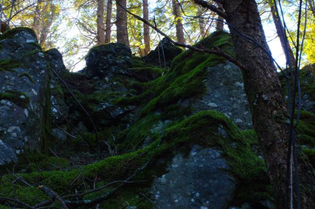 현재 그림자가 있는 이끼로 덮인 바위를 향해 위쪽으로 보기 - vancouver green forest ravine 뉴스 사진 이미지