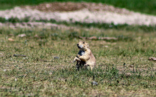 A prairie dog stands alert in Badlands National Park, South Dakota. The prairie dog is holding something to its mouth and eating.