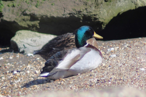 Shown is a mallard duck seemingly napping on the beach in the bright sun with vivid colors and details.
